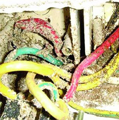 白蟻吃電線(xiàn) 